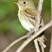 Pacific-slope Flycatcher